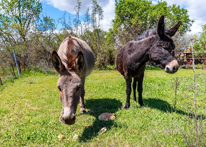 My Dalmatia - Luxury Escape With Private Pool, Game And Gym Holiday home *